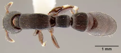 Cylindromyrmex striatus specimen