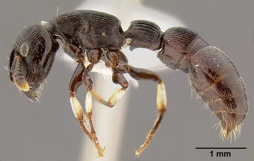 Cylindromyrmex striatus specimen