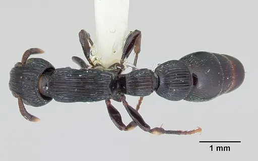 Cylindromyrmex whymperi specimen