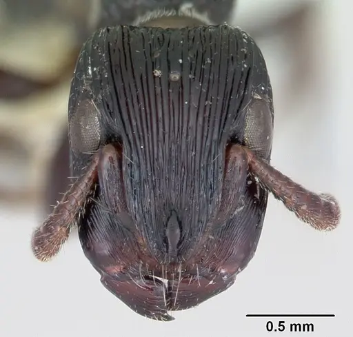 Cylindromyrmex whymperi specimen