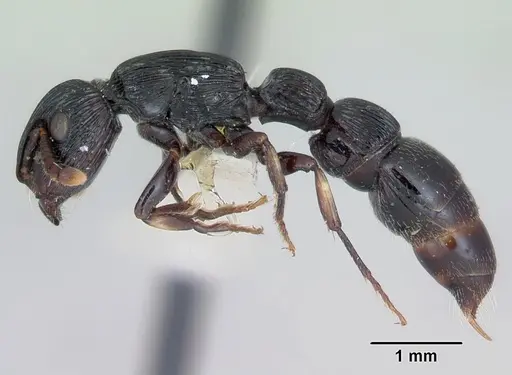 Cylindromyrmex whymperi specimen