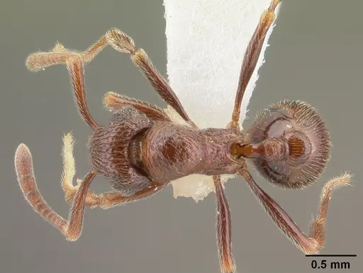 Cyphoidris exalta specimen