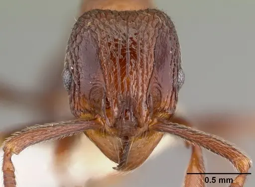 Cyphoidris exalta specimen