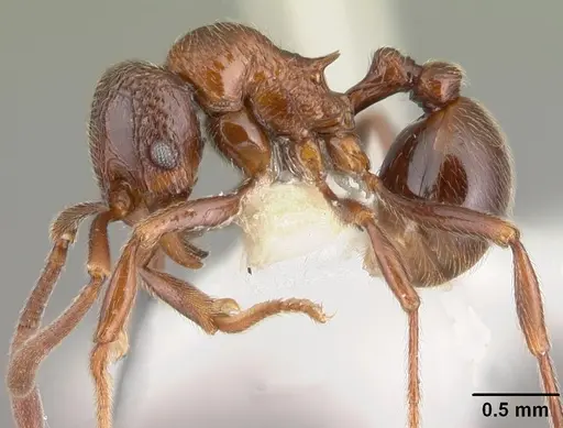 Cyphoidris exalta specimen