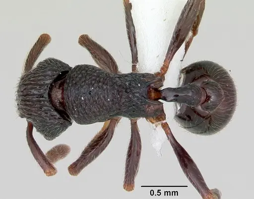 Cyphoidris exalta - CASENT0405993