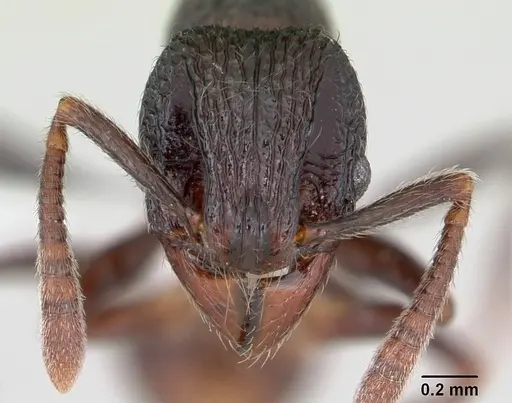 Cyphoidris exalta - CASENT0405993