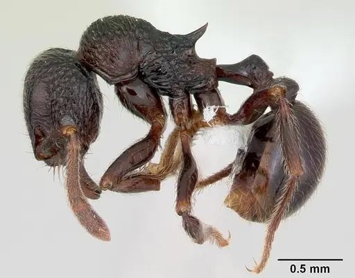 Cyphoidris exalta - CASENT0405993