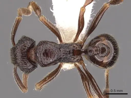 Cyphoidris exalta - CASENT0900964