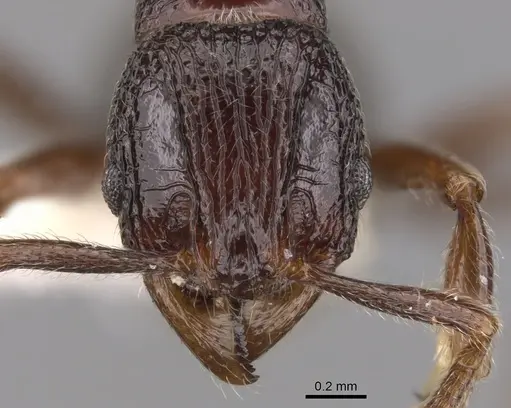 Cyphoidris exalta - CASENT0900964