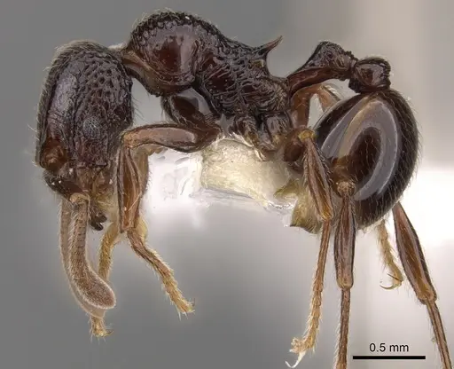 Cyphoidris exalta - CASENT0900964