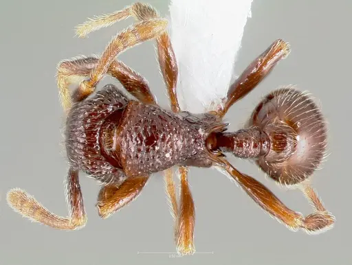 Cyphoidris spinosa specimen