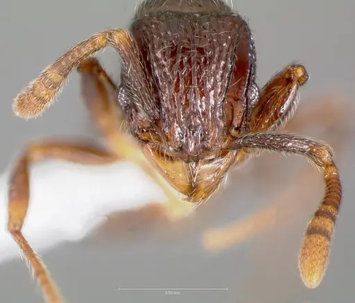 Cyphoidris spinosa specimen