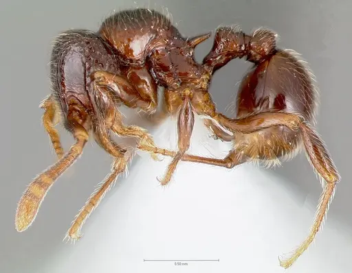 Cyphoidris spinosa specimen