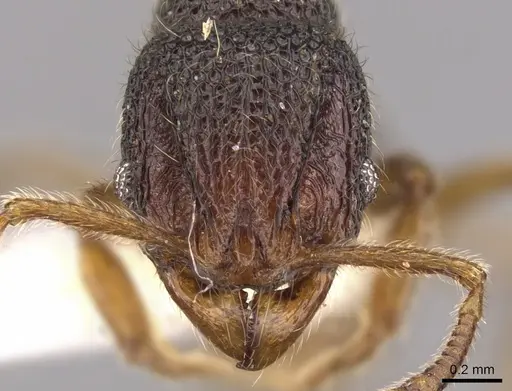 Cyphoidris werneri specimen