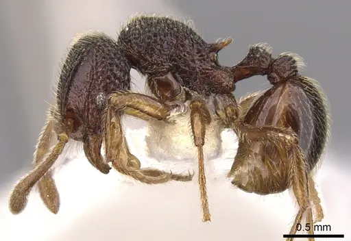 Cyphoidris werneri specimen