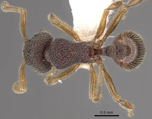 Cyphoidris werneri - CASENT0911145