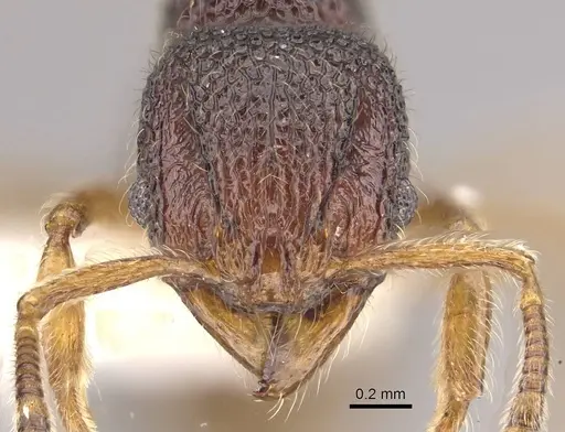 Cyphoidris werneri - CASENT0911145