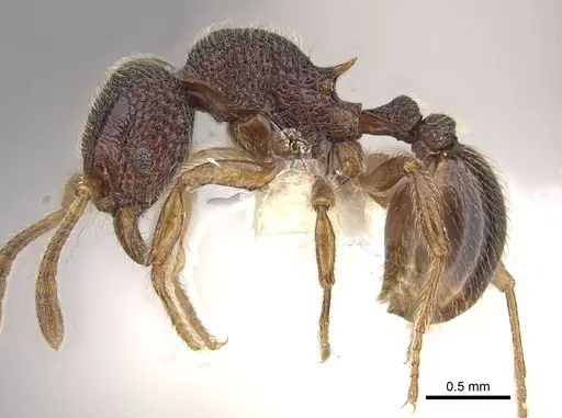 Cyphoidris werneri - CASENT0911145