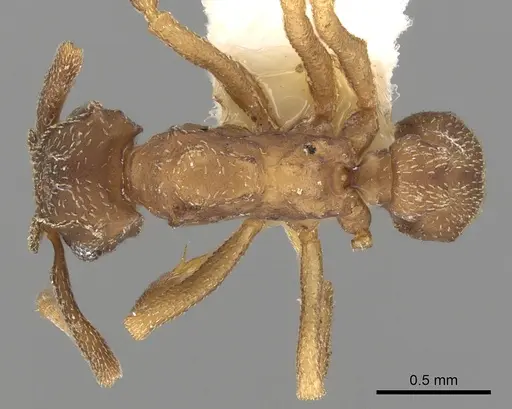 Cyphomyrmex bicarinatus specimen
