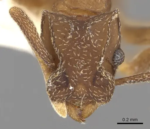 Cyphomyrmex bicarinatus specimen