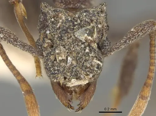 Cyphomyrmex bicarinatus - CASENT0922137