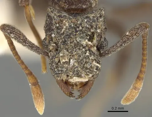 Cyphomyrmex bicarinatus - CASENT0922137
