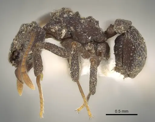 Cyphomyrmex bicarinatus - CASENT0922137