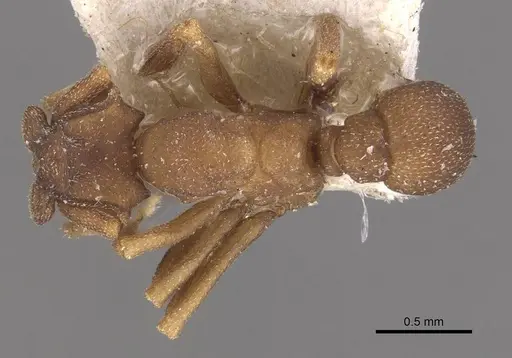 Cyphomyrmex bicornis specimen