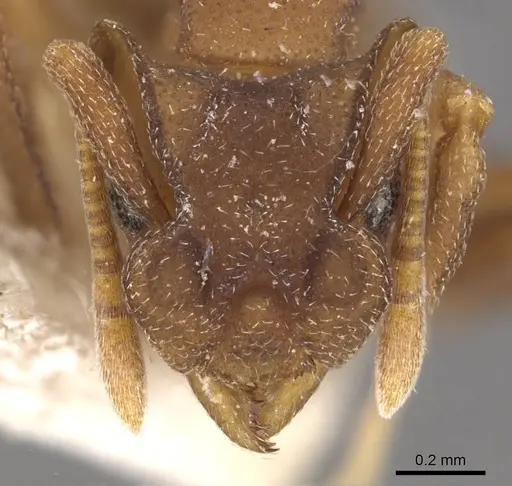 Cyphomyrmex bicornis specimen