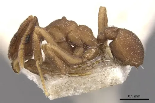Cyphomyrmex bicornis specimen