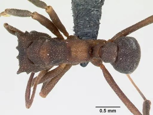 Cyphomyrmex cornutus specimen