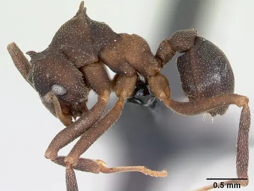 Cyphomyrmex cornutus specimen