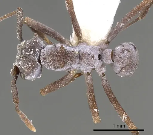 Cyphomyrmex cornutus - CASENT0901674