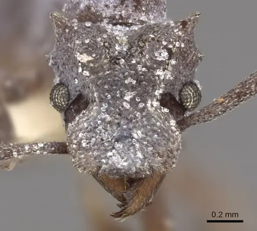 Cyphomyrmex cornutus - CASENT0901674