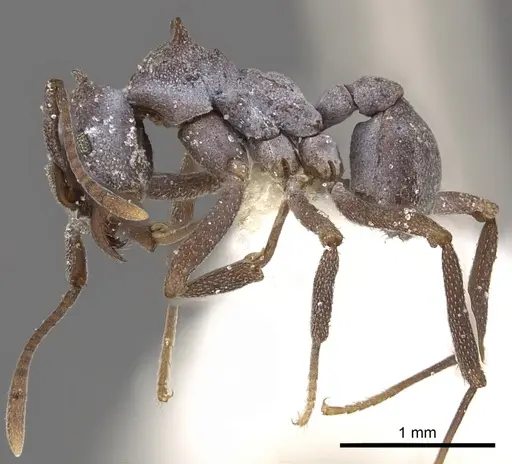 Cyphomyrmex cornutus - CASENT0901674