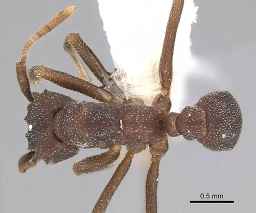 Cyphomyrmex cornutus - CASENT0922120