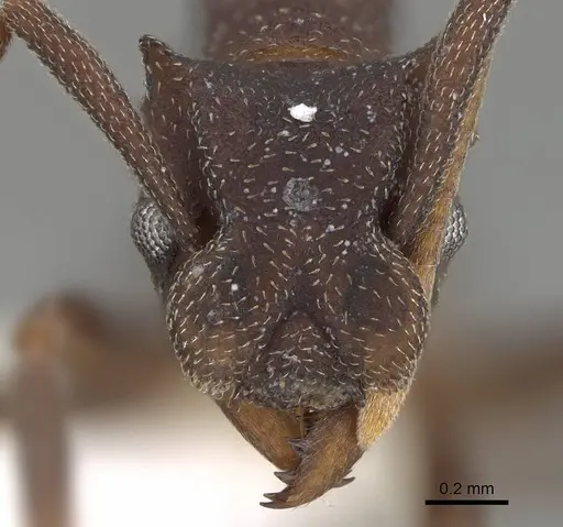 Cyphomyrmex cornutus - CASENT0922120