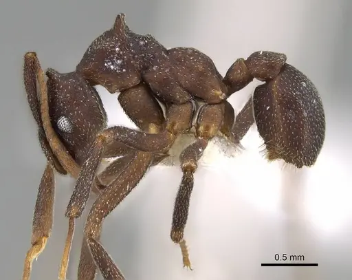 Cyphomyrmex cornutus - CASENT0922120