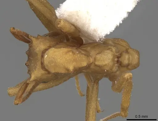 Cyphomyrmex cornutus - CASENT0923103
