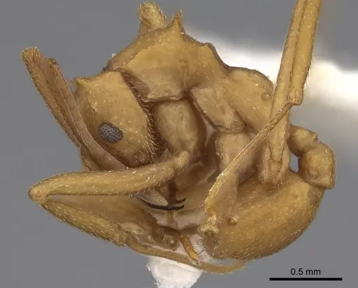 Cyphomyrmex cornutus - CASENT0923103