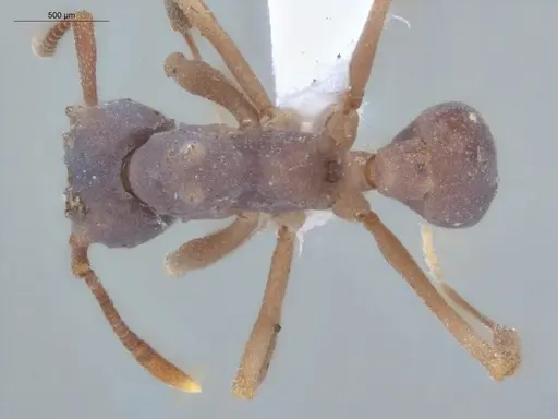 Cyphomyrmex cornutus - ECOFOG-MI15-0090-41