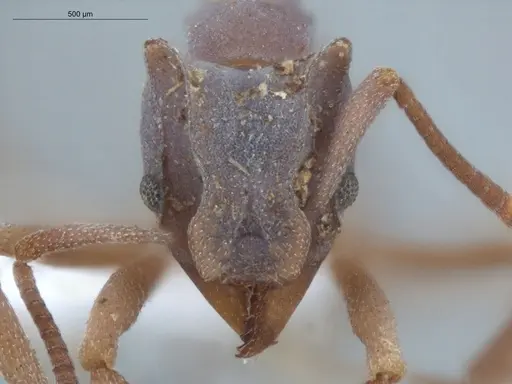 Cyphomyrmex cornutus - ECOFOG-MI15-0090-41