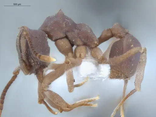 Cyphomyrmex cornutus - ECOFOG-MI15-0090-41