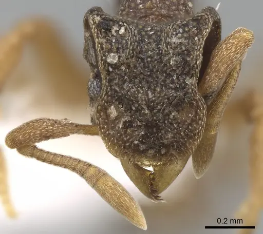 Cyphomyrmex costatus specimen