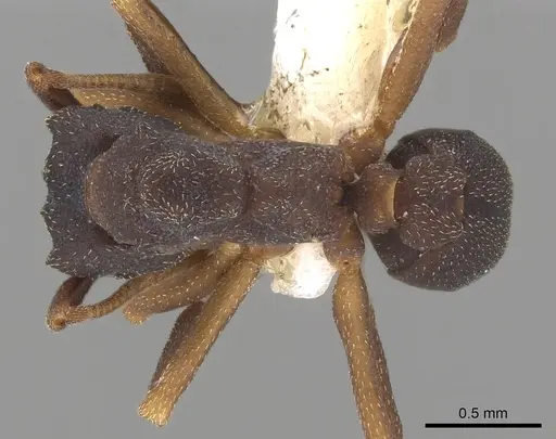 Cyphomyrmex dixus specimen