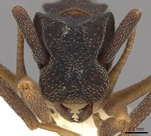 Cyphomyrmex dixus specimen