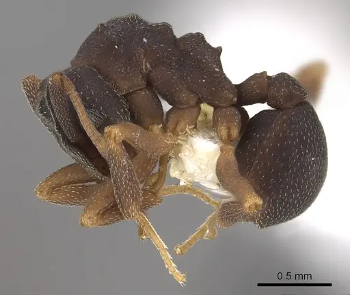 Cyphomyrmex dixus specimen