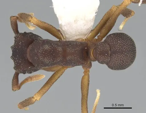 Cyphomyrmex dixus - CASENT0922126