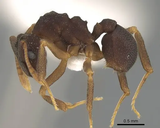 Cyphomyrmex dixus - CASENT0922126
