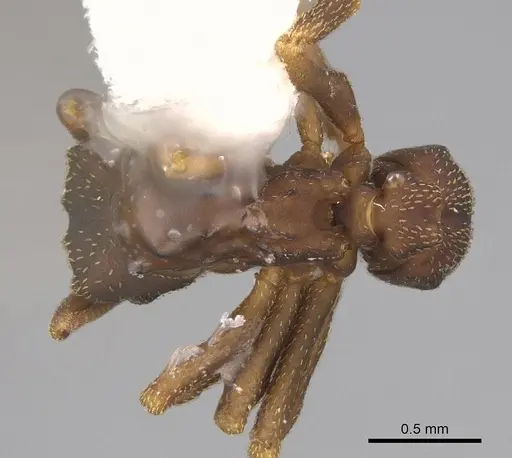 Cyphomyrmex dixus - CASENT0923109